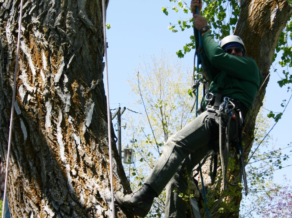 All Wood's Tree Service-most-common-reasons-tree-removal