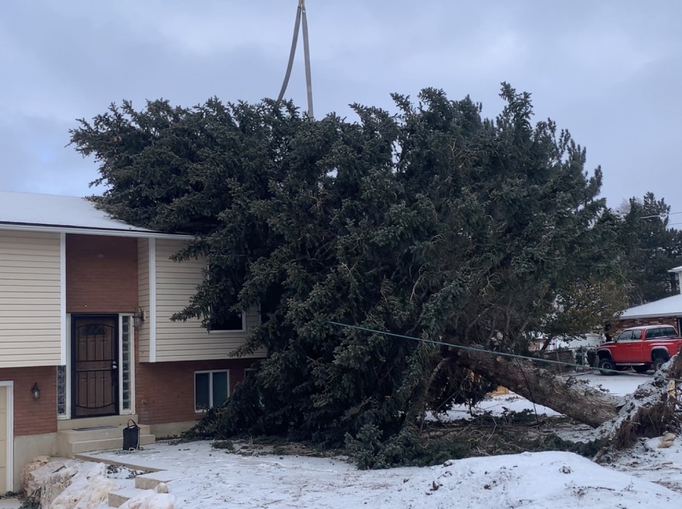 Emergency Tree Damage Service Utah
