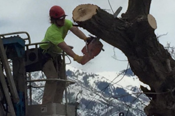 Professional Tree Care in Mountain Green, Utah