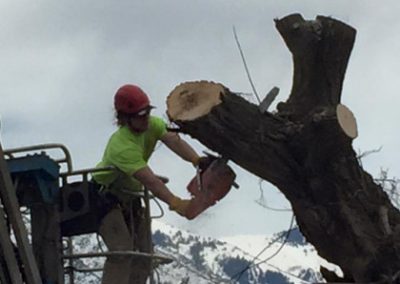 1 Tree Removal Company Clearfield - All Wood's Tree Service