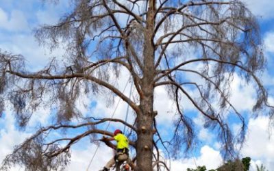 Avoid These Common Tree Trimming Mistakes