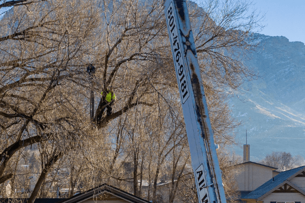 crane service used to help tree service man