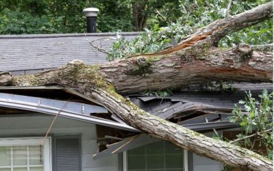 Tips for Avoiding Tree Damage