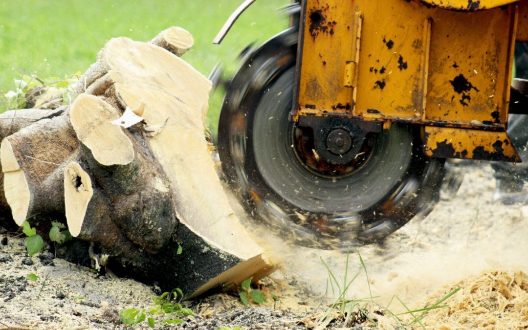 When to Use a Stump Grinder
