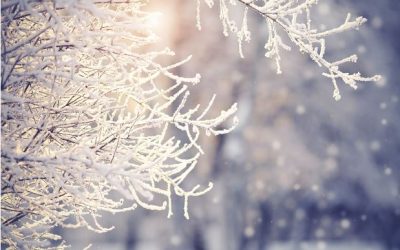 Tips for Winter Tree Care