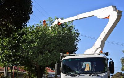 When to Have Dangerous Trees Removed