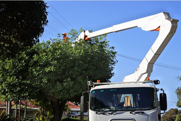 Signs Time to Get Dangerous Tree Removal: Tree Safety 101