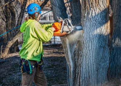 Local Expert Tree Service in Salt Lake City - Tree Removal