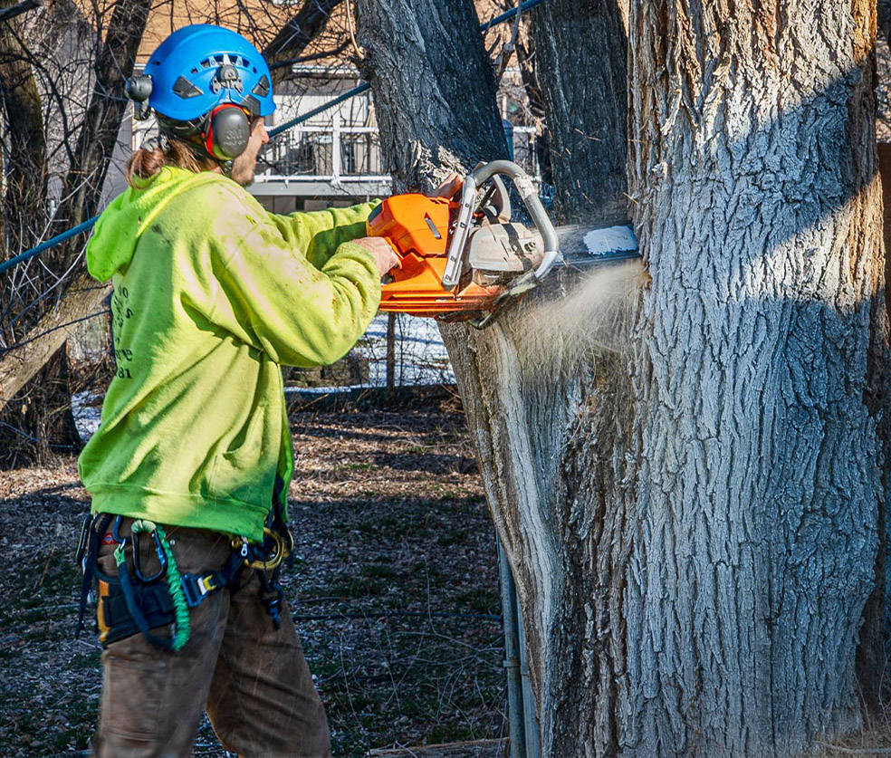 Professional Tree Care in Mountain Green