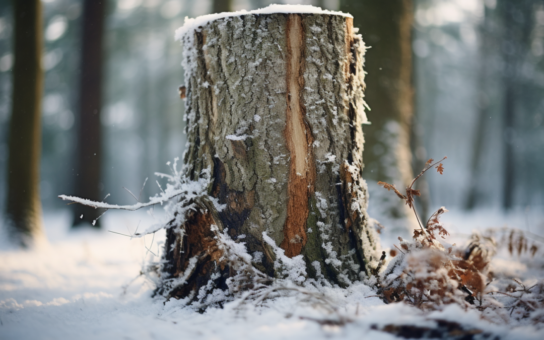 Proper Winter Tree Maintenance