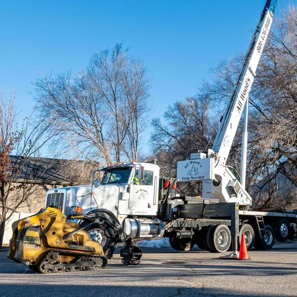 Why You Should Hire Professional Tree Care Services: Top 10 Reasons 1 AW 1080 07 e1716918862912