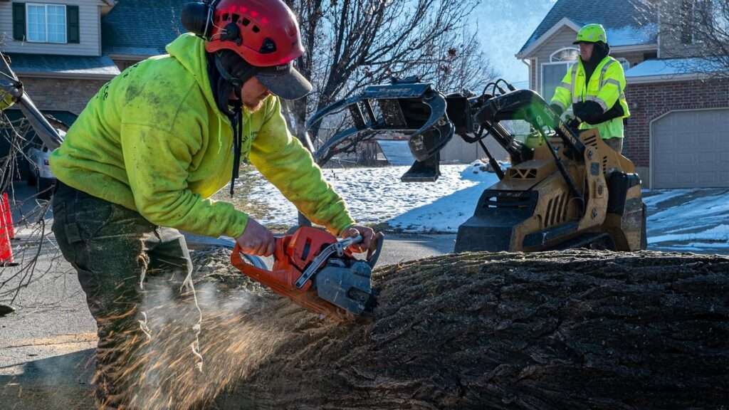 winter tree maintenance