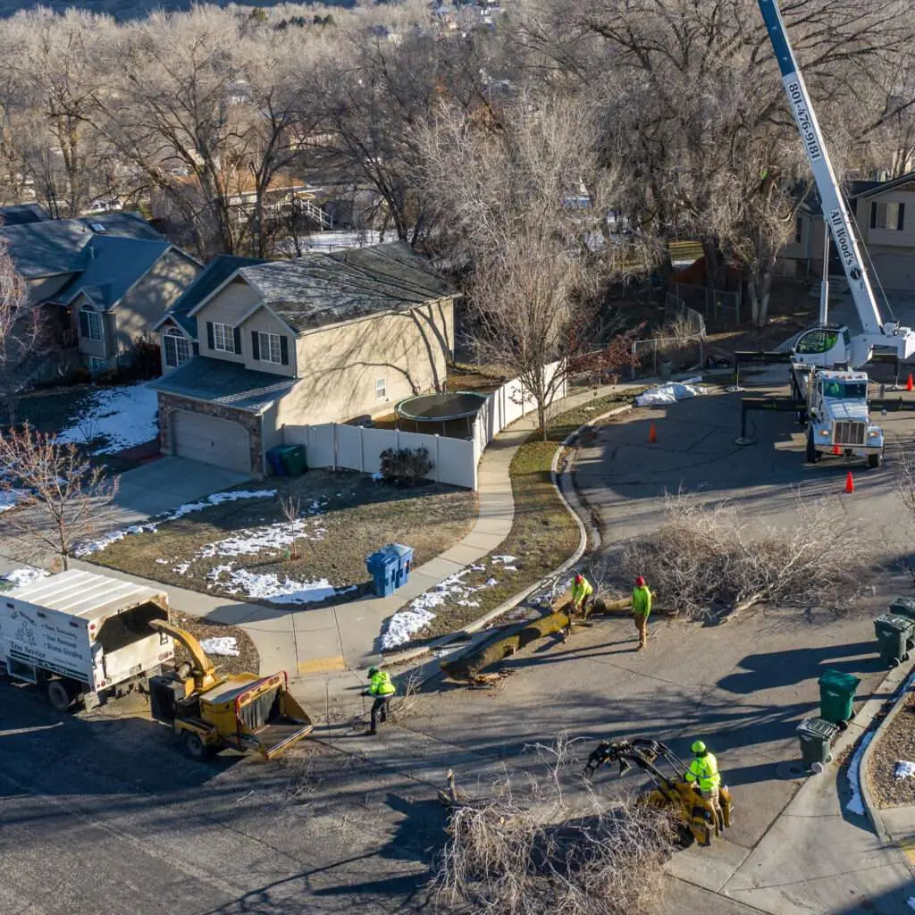 The Most Common Reasons for Tree Removal 4 common reasons for tree removal services