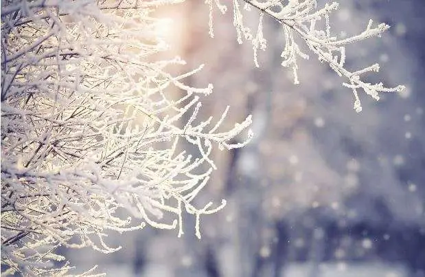 Tips for Winter Tree Care 9 All Woods Tree Service Tips for Winter Tree Care