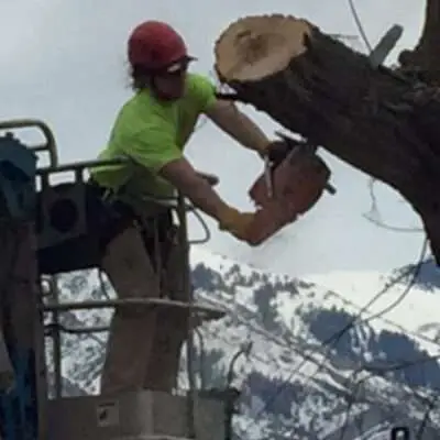 Professional Tree Trimming Services Near You in Davis County 1 tree trimming near you