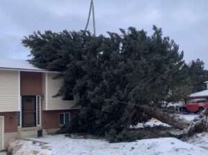 Act of God Tree damage