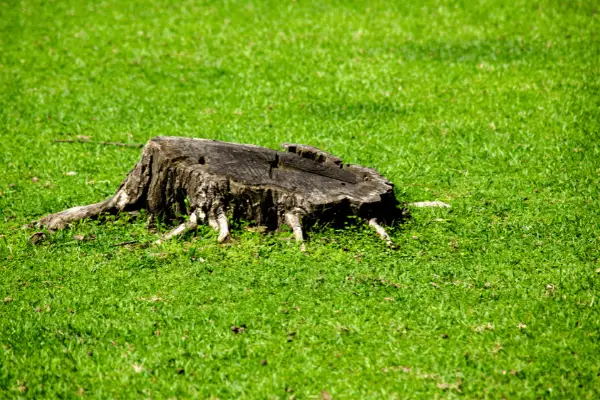 What Is a Stump Grinder and How Does It Work? 2 All Woods Tree Service what is stump grinder how does it work