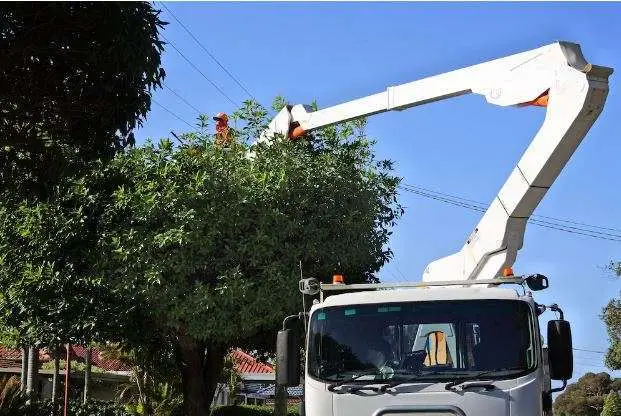 When to Have Dangerous Trees Removed 8 Allwood Tree Service When to Have Dangerous Trees Removed