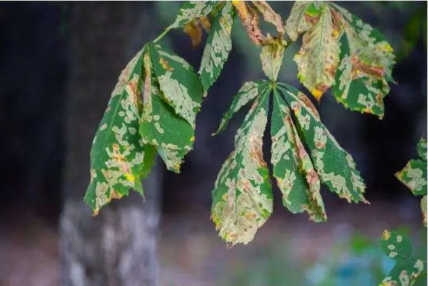 diseased tree | dying tree signs