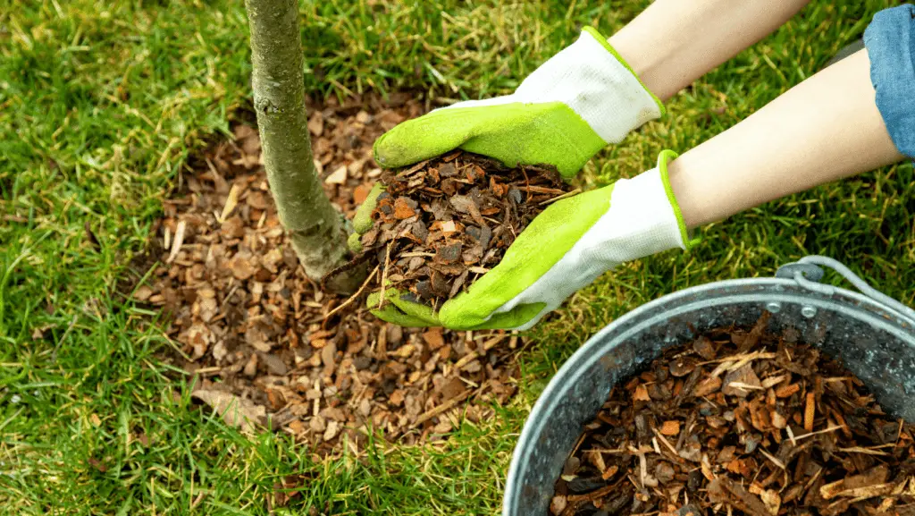 Spotting a Dying Tree in Late Summer: Signs, Dangers, and When to Call a Pro 3 mulch young trees