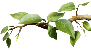 Aphids, Scale, and Other Pests Weakening Trees Across Davis and Weber Counties 6 Aphids and scale on trees leaf damage