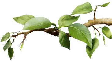 Aphids, Scale, and Other Pests Weakening Trees Across Davis and Weber Counties 4 Aphids and scale on trees leaf damage