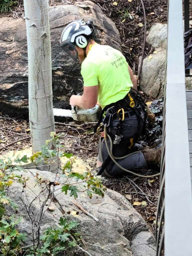 fall tree trimming in utah
