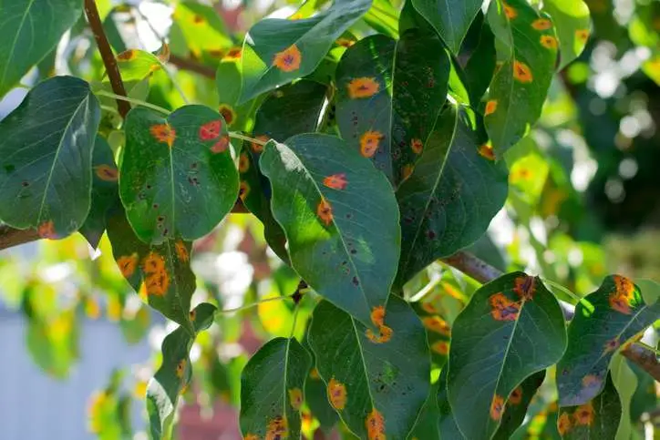 Diseased Plants which needed to be removed