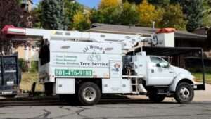 professional tree care services