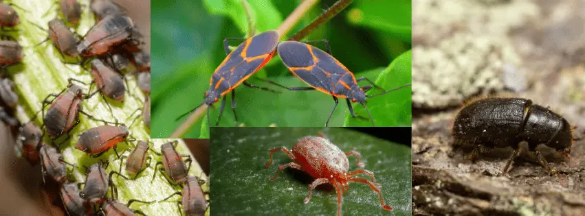 Combating Common Tree Pests in Utah - A Guide by All Wood's Tree Service 1 common tree pests