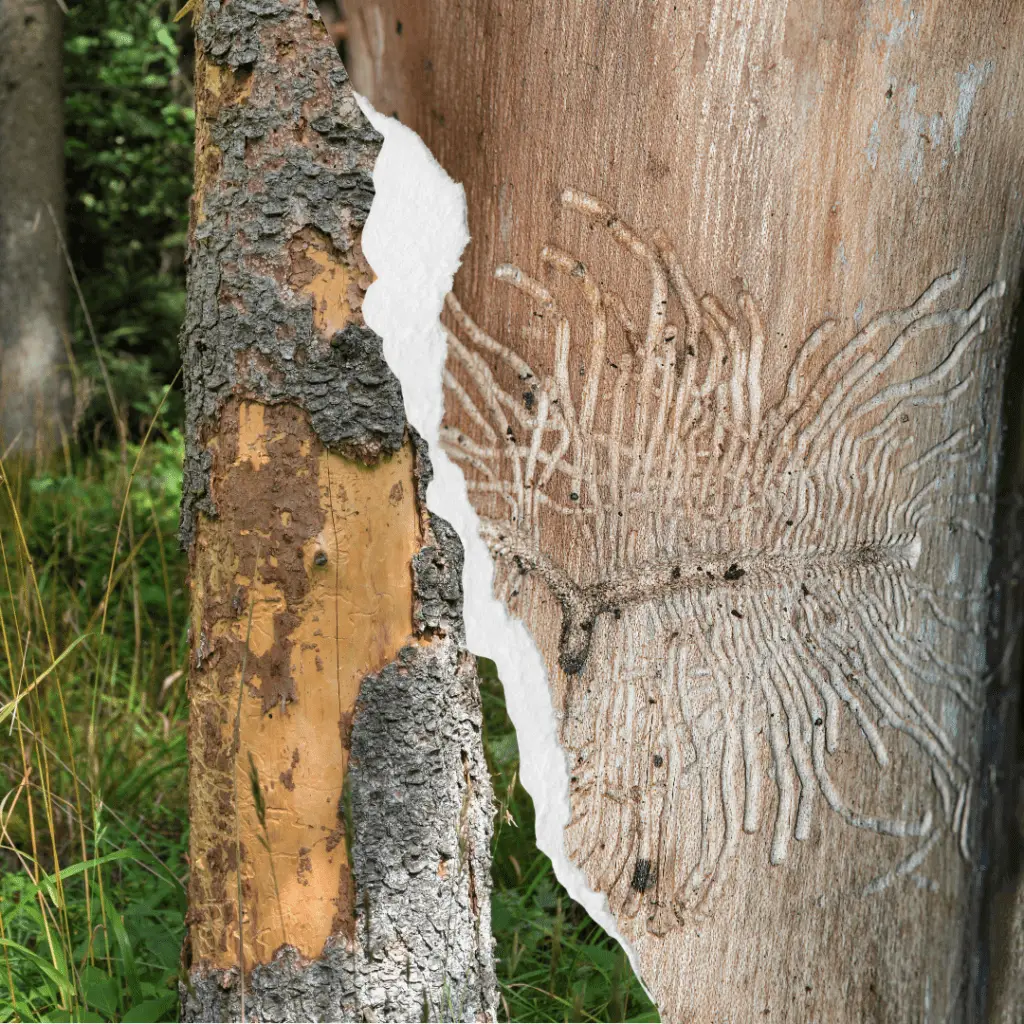 Combating Common Tree Pests in Utah - A Guide by All Wood's Tree Service 4 Bark Beetle Tree Damage