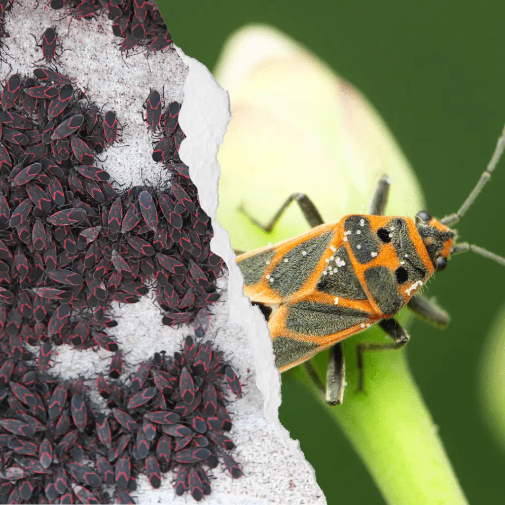 Combating Common Tree Pests in Utah - A Guide by All Wood's Tree Service 5 Boxelder bugs