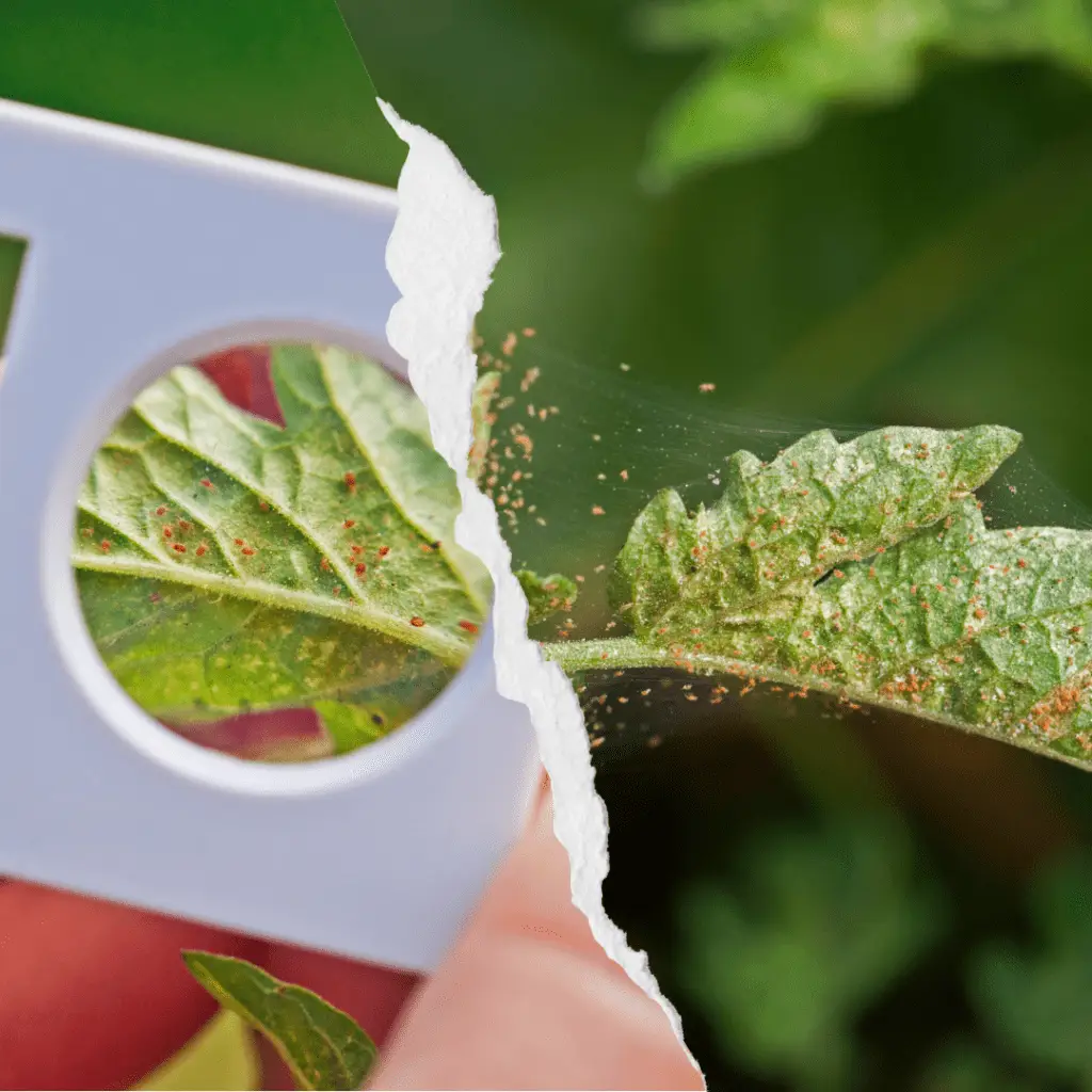 Combating Common Tree Pests in Utah - A Guide by All Wood's Tree Service 3 spider mites
