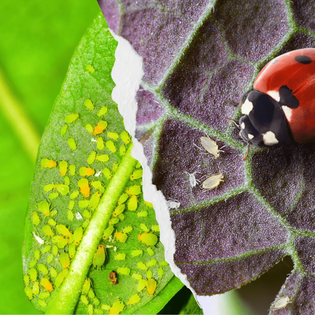 Combating Common Tree Pests in Utah - A Guide by All Wood's Tree Service 2 aphids