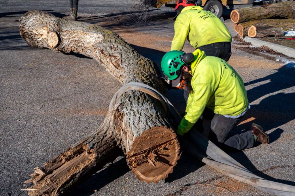 safe tree cutting