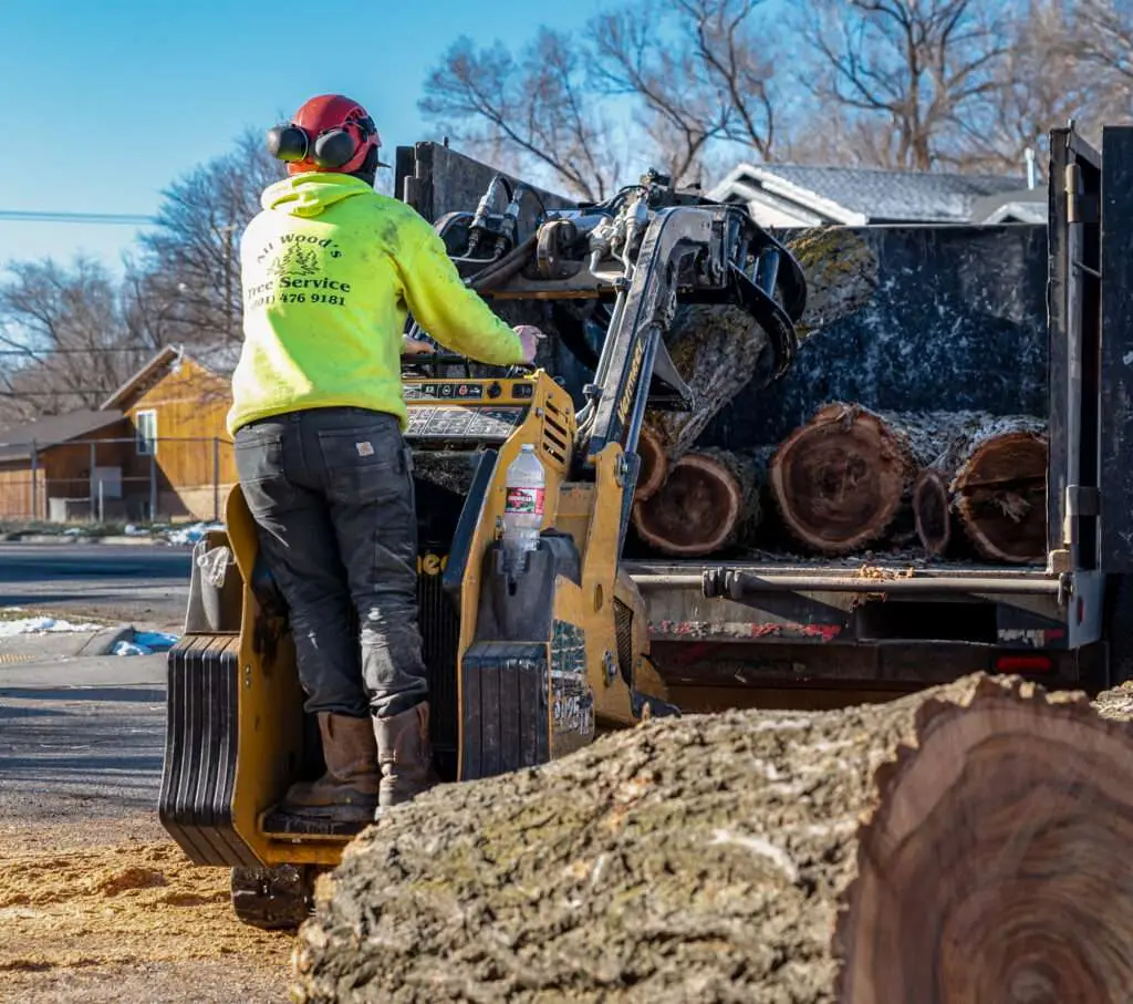 tree removal