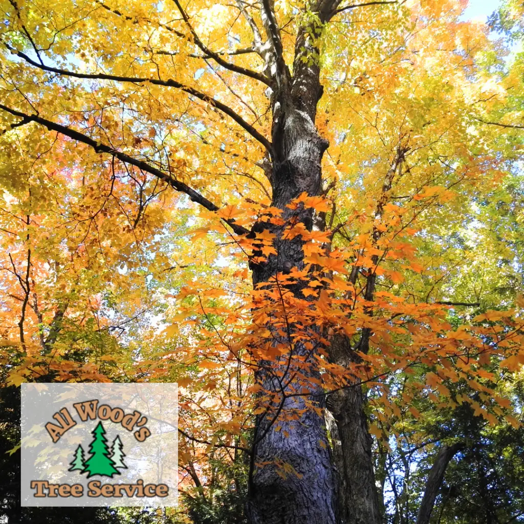 Fall Tree Trimming in Utah: Why Autumn is the Best Time 12 Bountiful Centerville tree trimming mature shade tree in fall