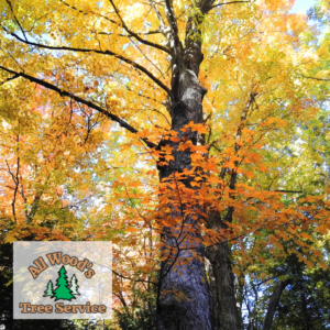 fall tree trimming in Utah