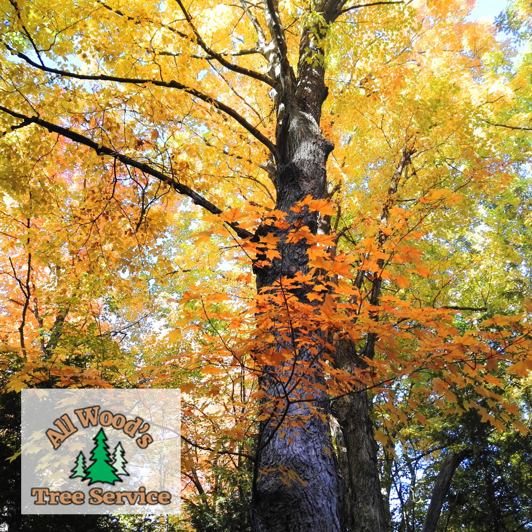 fall tree trimming in Utah