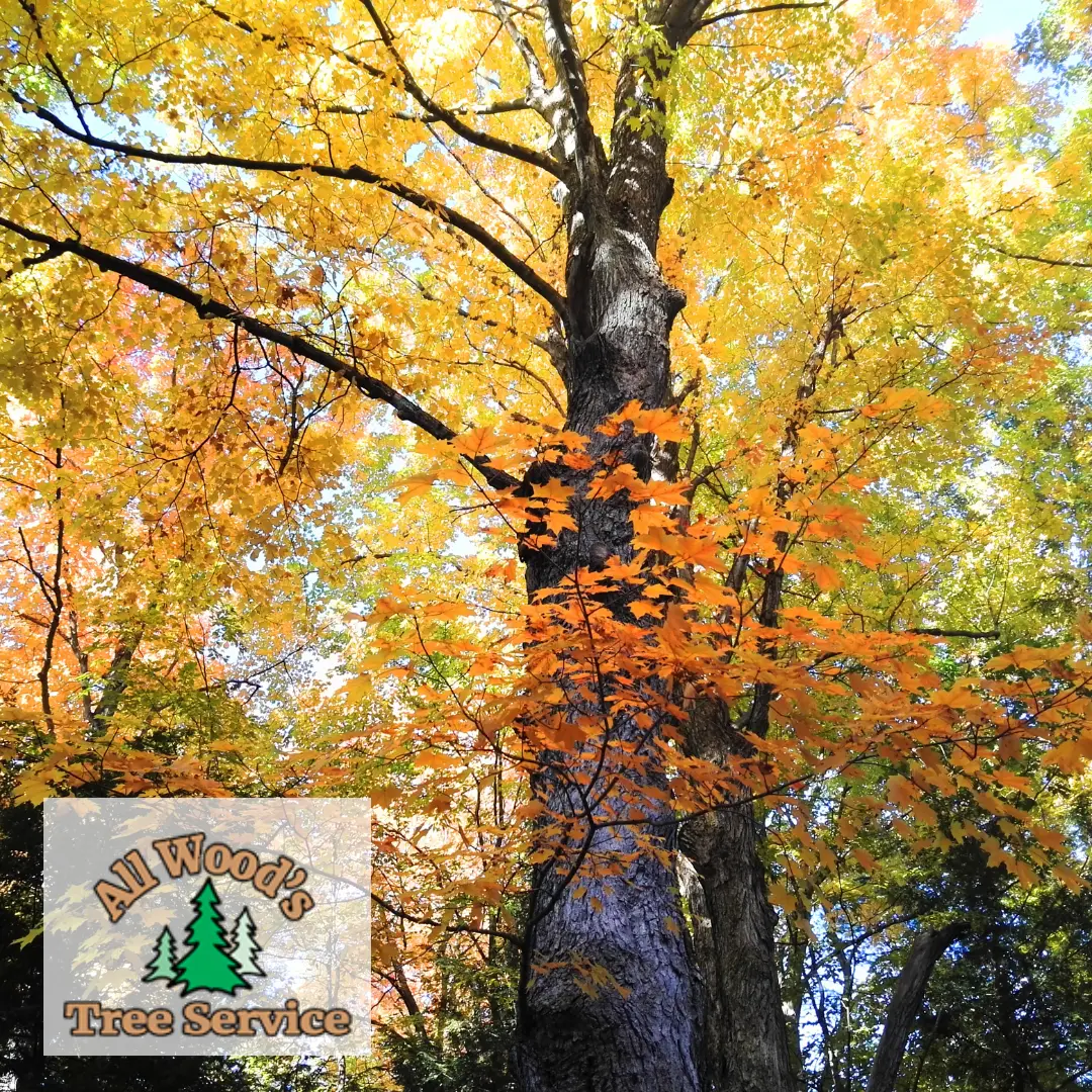 Bountiful Centerville tree trimming mature shade tree in fall