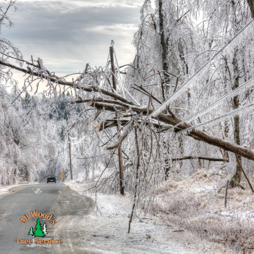 Winterize your trees
