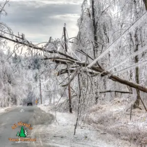 Winter tree health checklist item: ice covered branches after storm