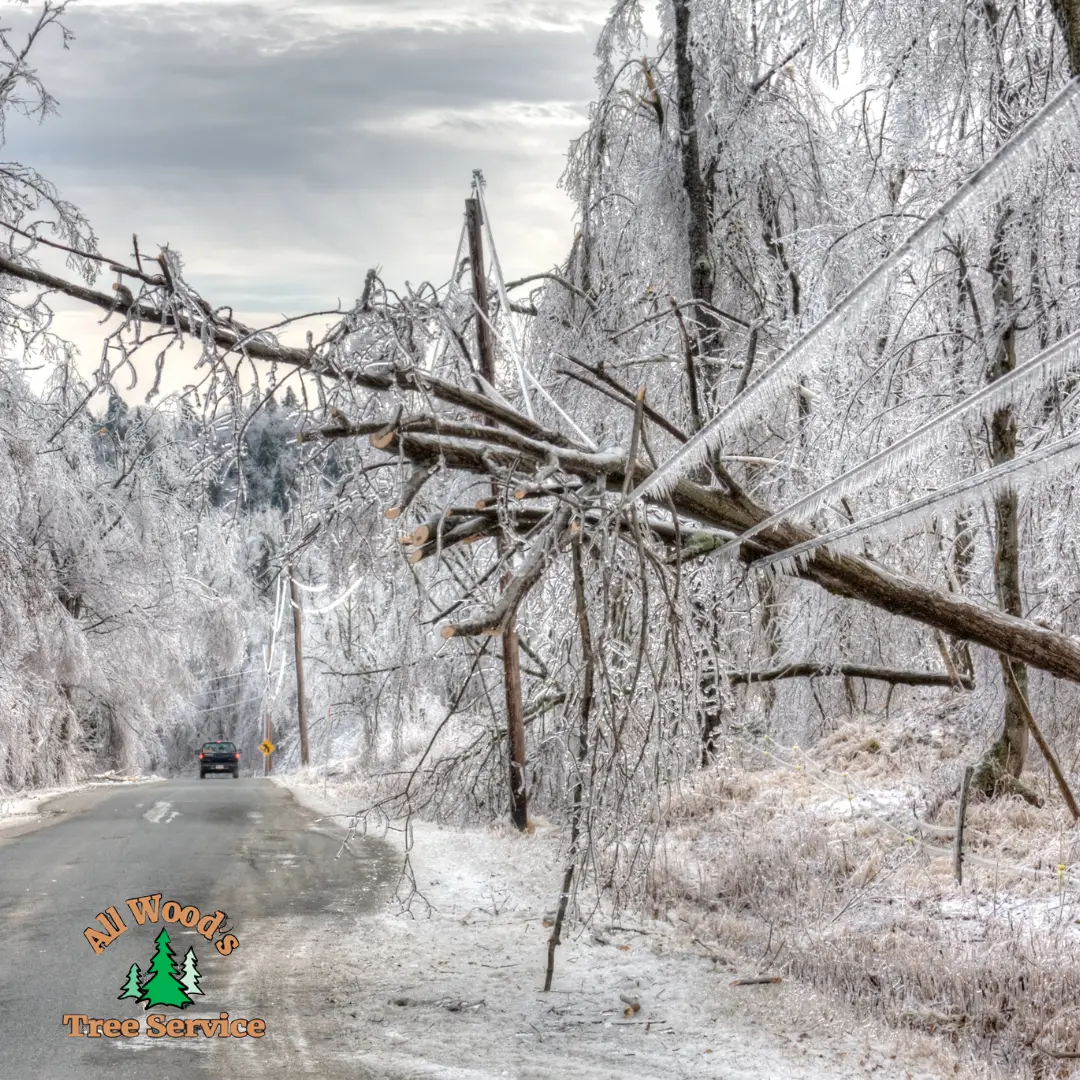 Winter tree health checklist item: ice covered branches after storm