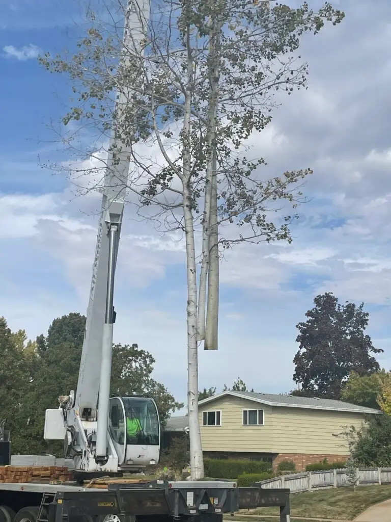 Explaining the Step-by-Step Process of Crane Assisted Tree Removal 7 Crane assisted tree removal
