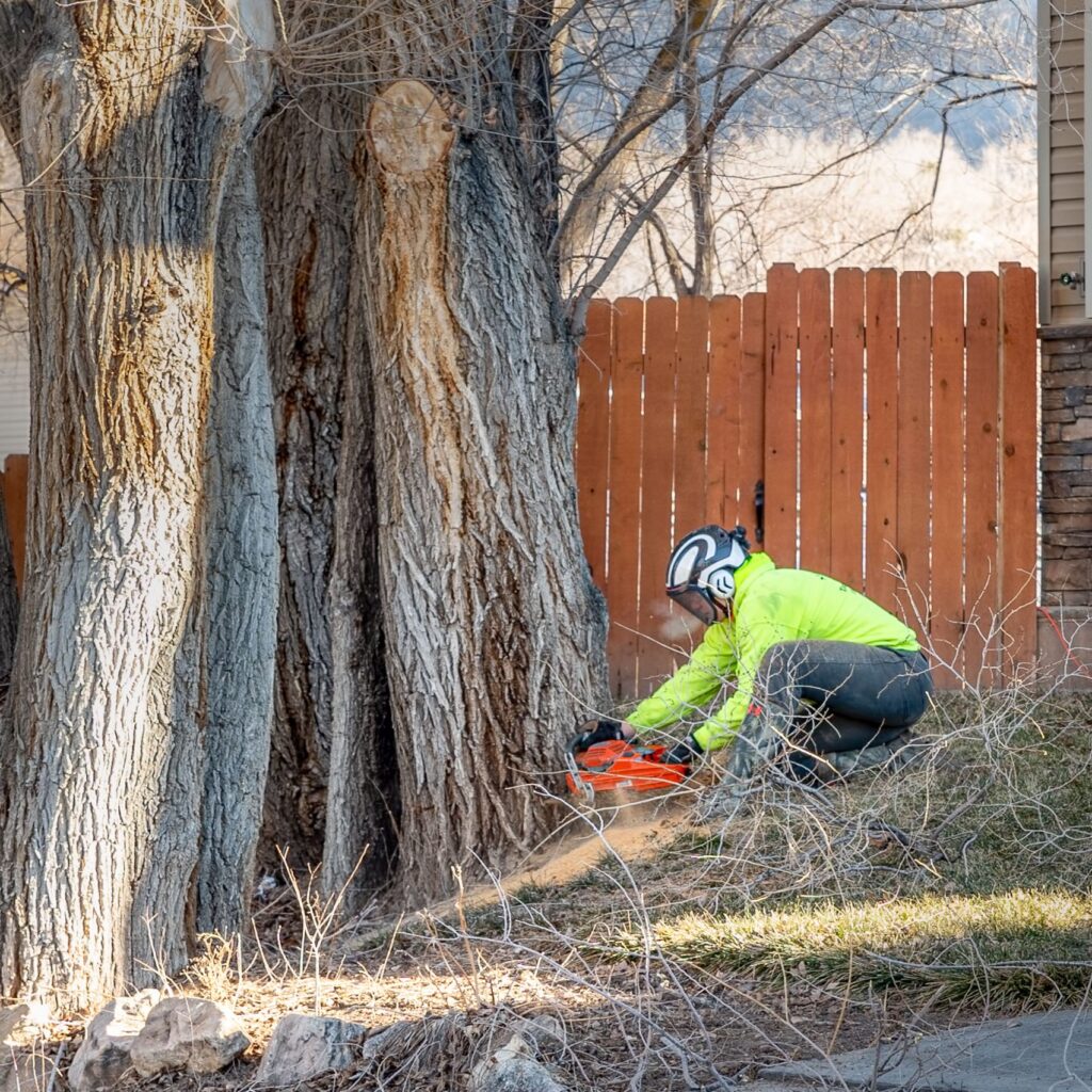 tree removal