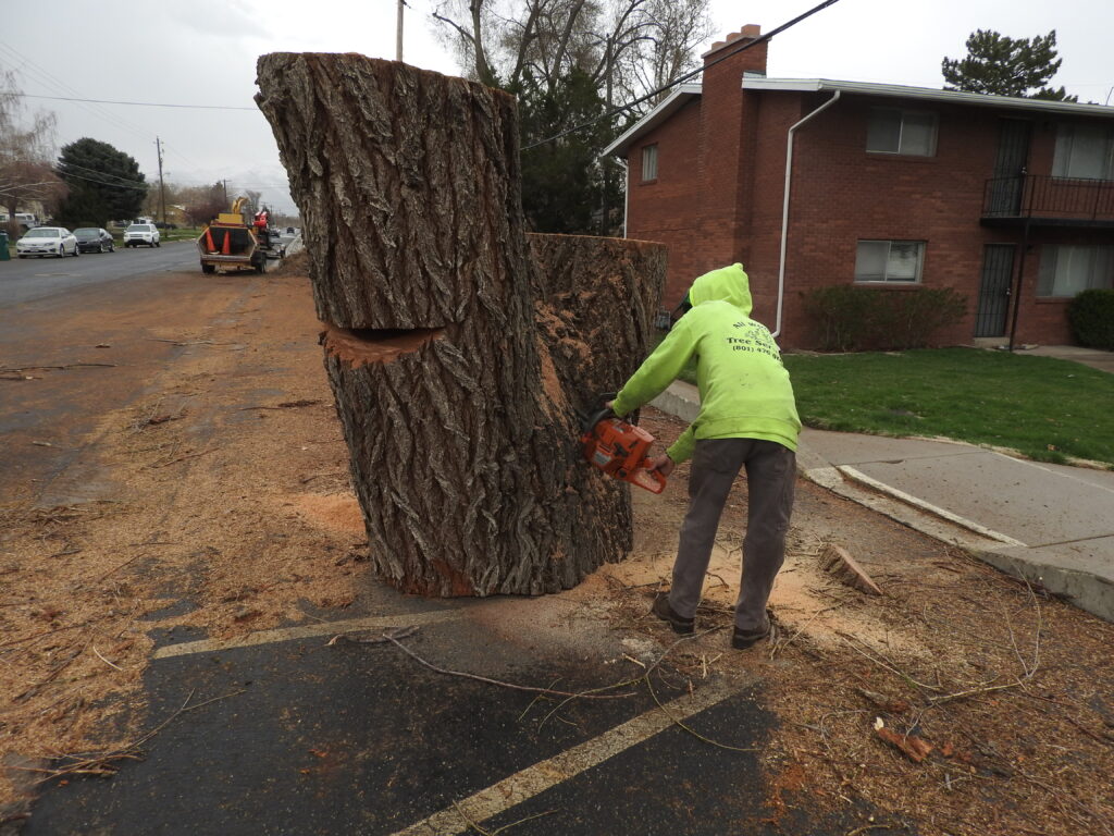 emergency tree removal