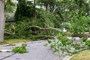 Tree Cutting