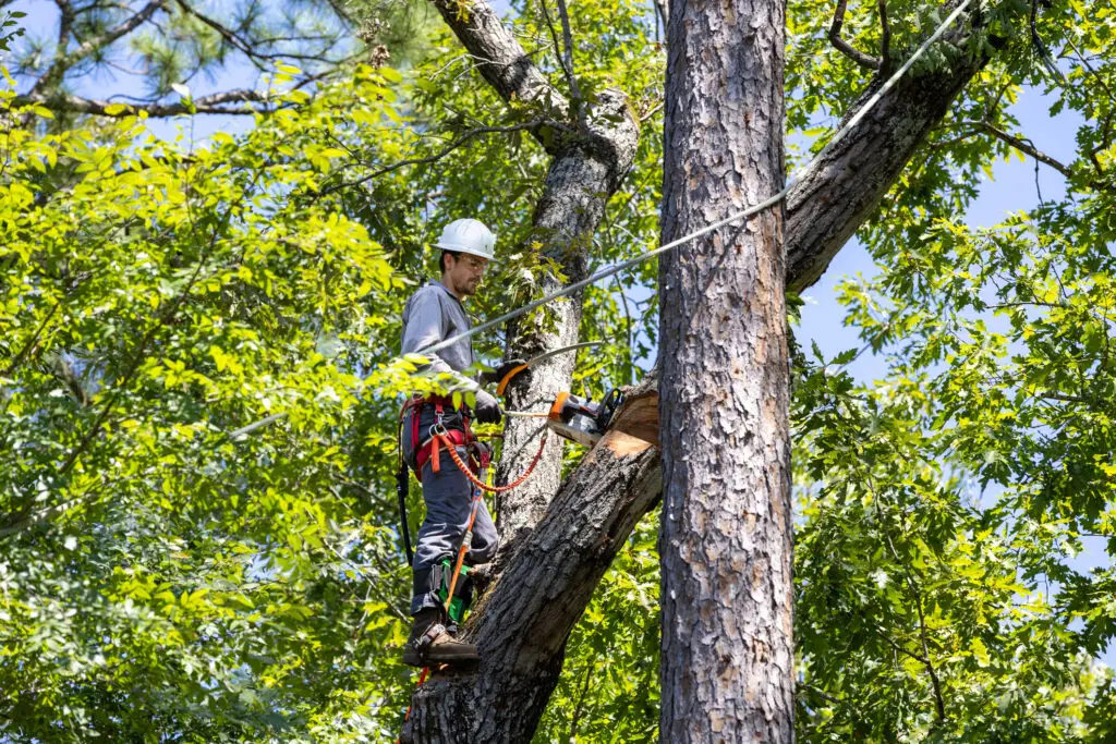 tree services for HOAs