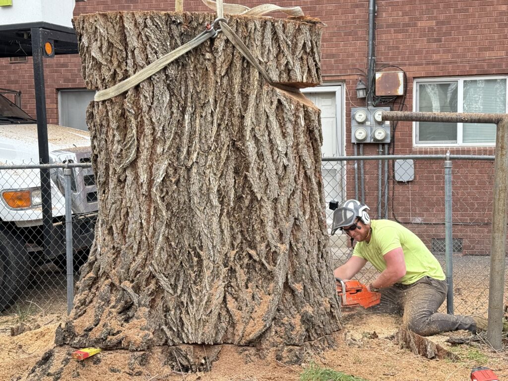 tree removal service