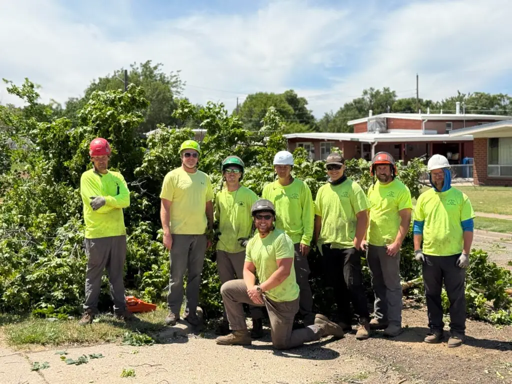 Professional Tree Trimming Services Near You in Davis County 6 Professional tree trimming